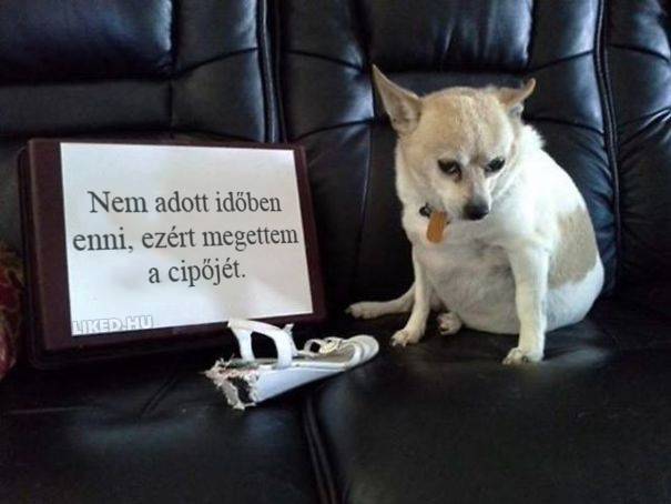14 kisállat, akit szégyentáblával jutalmaztak a csínytevésért