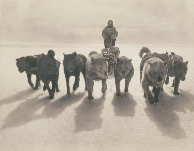 Szánhúzó kutyák egy antarktiszi expedíció alatt, 1911-ben.