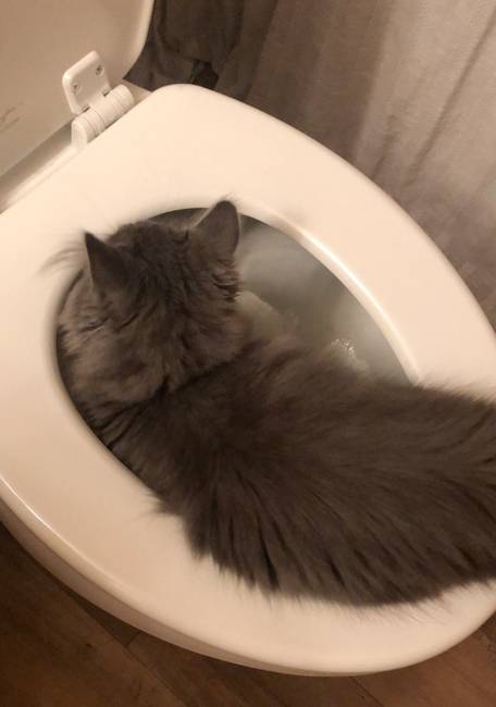 „Ha elfelejtjük lecsukni a fedelet, a macskánk azonnal beleugrik a WC-be."