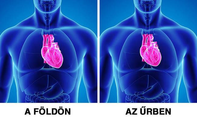 Emberi szív a Földön és az űrben