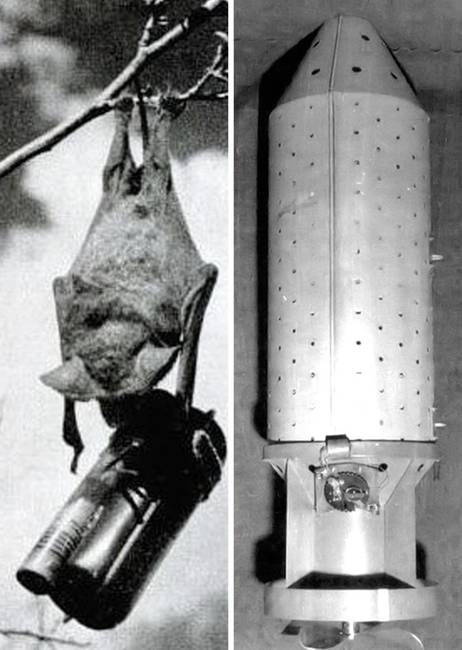 A második világháború alatt az Egyesült Államok denevéreket próbált meg betanítani rá, hogy bombákat szállítsanak láthatatlanul Japánba.