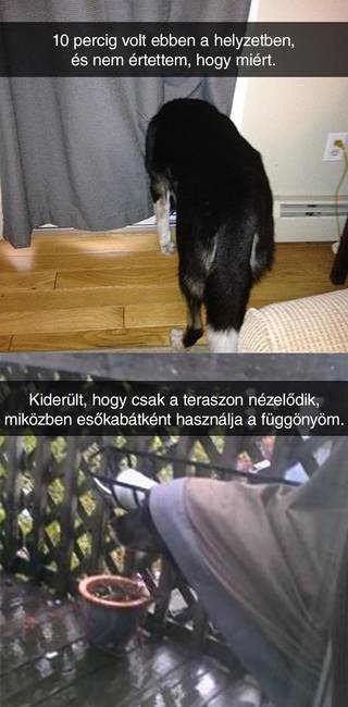 18 klassz kutyás fotó, amik a gazdik megjegyzéseivel még jobb hellyé tették az internetet