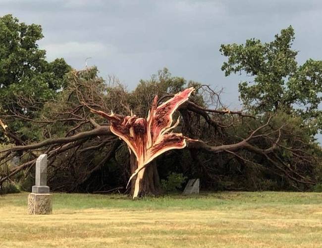 Cédrus egy hurrikán után, Kansas-ben