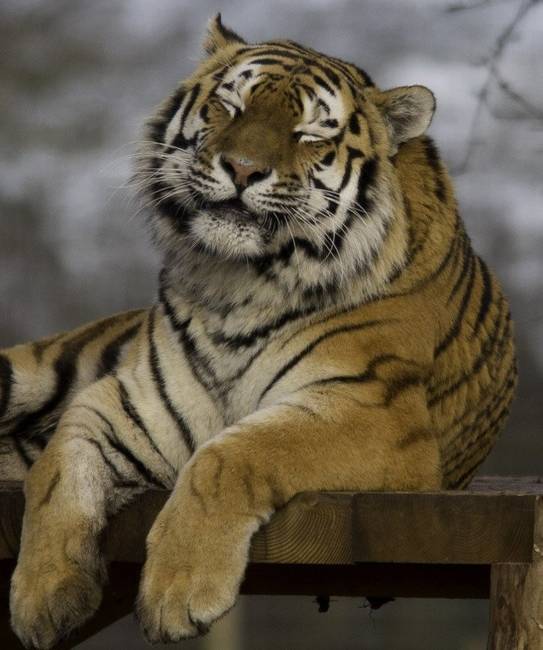 „A tigrisek nem tudnak dorombolni. Ők azzal mutatják ki a boldogságukat, hogy becsukják a szemüket. Amikor a tigris szeme csukva van teljesen védtelen, így ez csak és kizárólag akkor fordul elő, amikor az állat kényelemben és biztonságban érzi magát.”