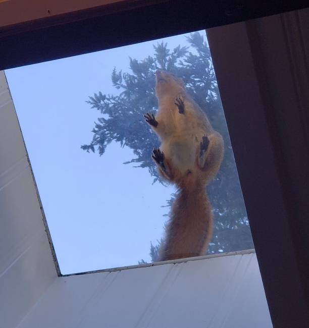 „Váratlan vendég az új lakásomban."