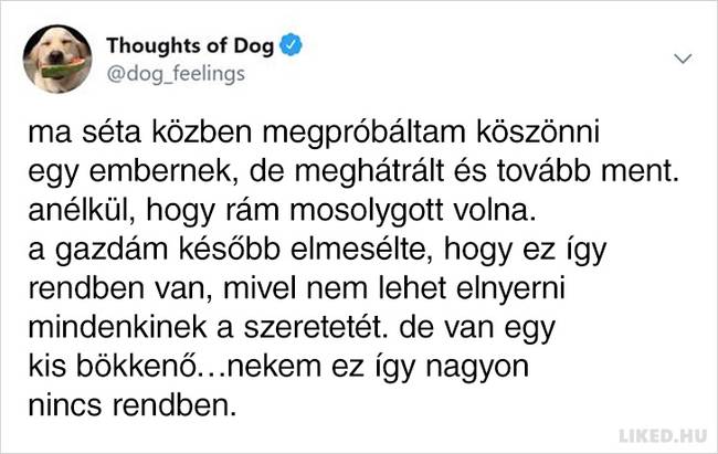 20 vicces kutyagondolat, amivel minden gazdi könnyedén képes lesz azonosulni