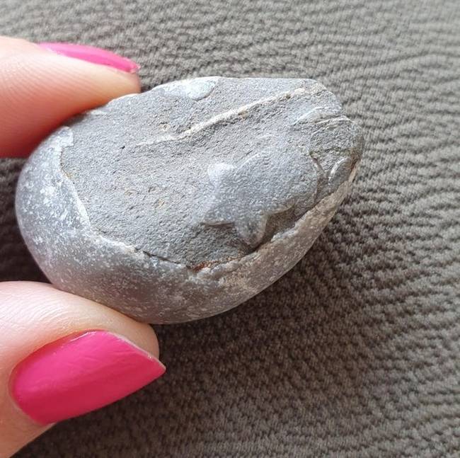 Képzeld el, hogy köveket keresgélsz, és egy apró megkövült tengeri csillagot találsz az egyiknek az oldalán.