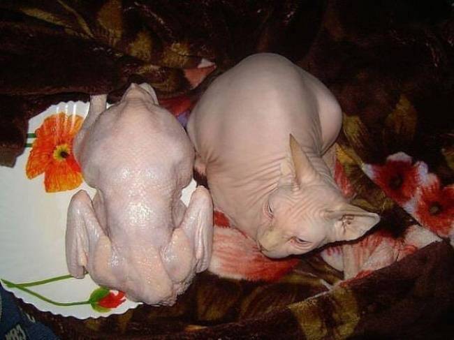 Reméljük, senki nem fogja őket összekeverni egy óvatlan pillanatban... :P