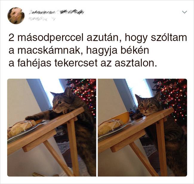 20 Tweet, ami bizonyítja, hogy a macskák mellett sosem lehet unatkozni