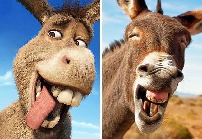 Szamár (Shrek)