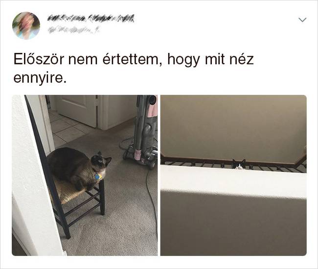 20 Tweet, ami bizonyítja, hogy a macskák mellett sosem lehet unatkozni