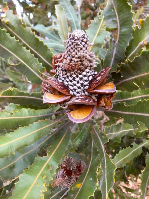 „Ez a banksia serrata úgy néz ki, mintha épp nagyon örülne valaminek."