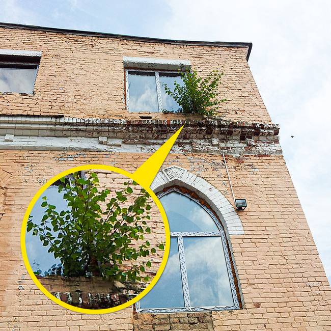 Ennek a bokornak a gyökere továbbra is rejtély számunkra.