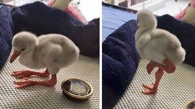 Így néz ki egy bébi flamingó.