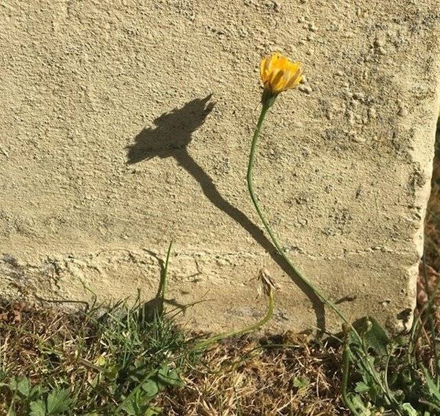 Az árnyéka úgy néz ki, mintha már nyitva lenne.