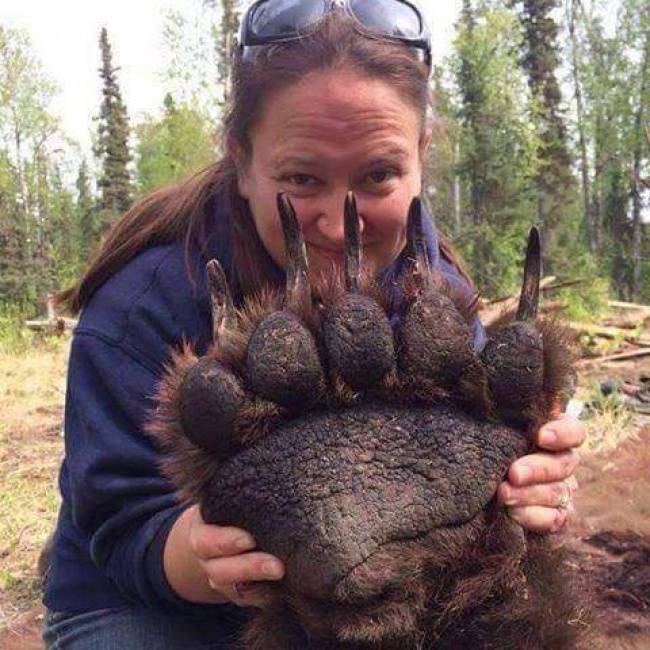 Egy felnőtt grizzly medve mancsa.