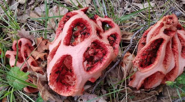 Ha hiszed, ha nem: ezek gombák! A hivatalos neve piros kosárgomba (Clathrus ruber).