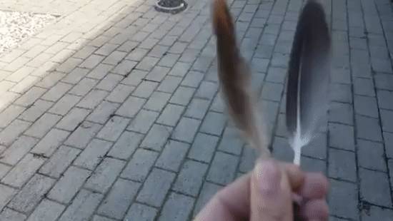 A különbség egy madár evező (szárny) tollai és a fedőtollai között.