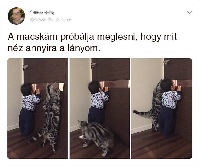 20 Tweet, ami bizonyítja, hogy a macskák mellett sosem lehet unatkozni