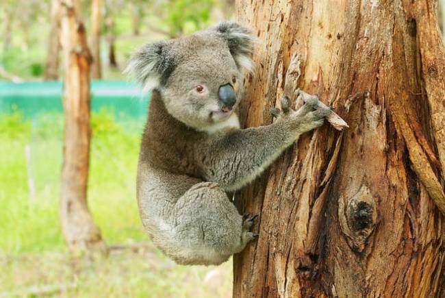 A koalák szorosan átölelik a fákat, hogy a mellkasukon található mirigyek segítségével megjelöljék azokat, és ezáltal kijelöljék a territóriumokat.