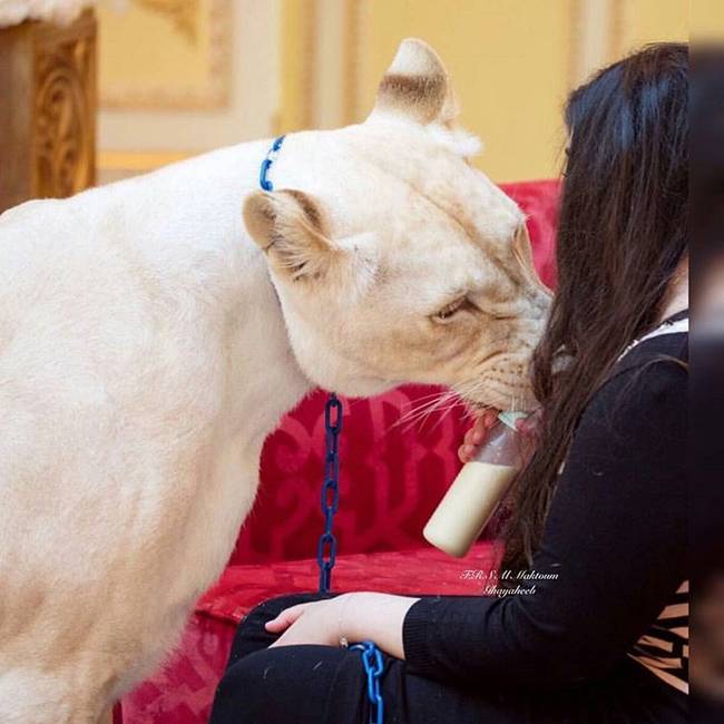 Dubajban gepárdokat és oroszlánokat tartanak az emberek háziállatokként.