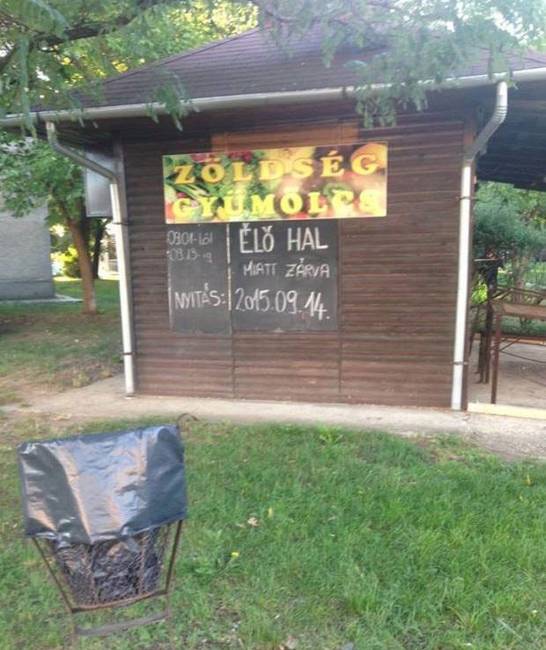 Nem egy megszokott indoklás…de ha az élő hal hív, hát menni kell.