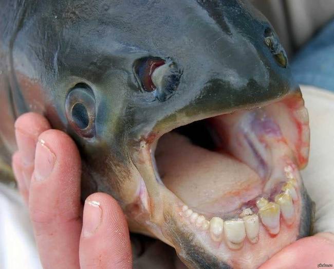 A gyümölcsevő piranha fogai kísértetiesen hasonlítanak az emberi fogakhoz.