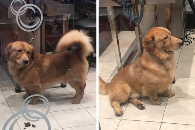 Tacskó és golden retriever keverék...😍