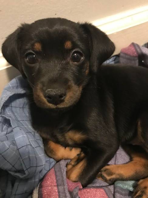 Ez történik, ha félig pomerániai, félig pedig törpe pinscher vagy.