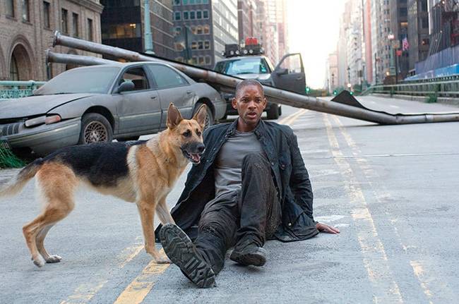 A „Legenda vagyok” című film forgatása közben Will Smith olyan jól összebarátkozott a filmben szereplő kutyussal, hogy mindenáron megakarta azt vásárolni a tulajdonosától, de a kutya gazdája nem adta el neki.