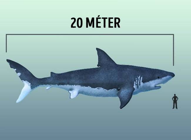 Megalodon