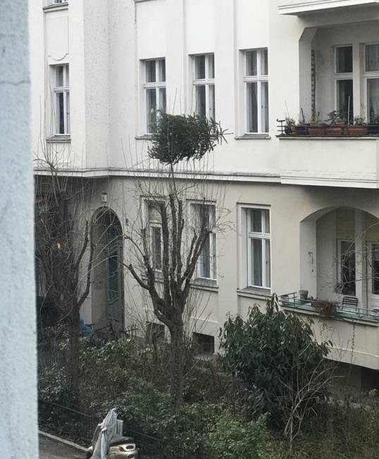 „A felettem lakó szomszéd úgy döntött, hogy kivágja a karácsonyfát az ablakon, ám az fennakadt az erkélyem előtt lévő fán. Nem tett semmit, így hagyta...”