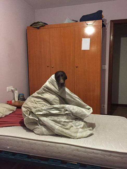 „Nem tudom elmagyarázni a kutyámnak, hogy nem tudok úgy megágyazni, ha ezt csinálja.''