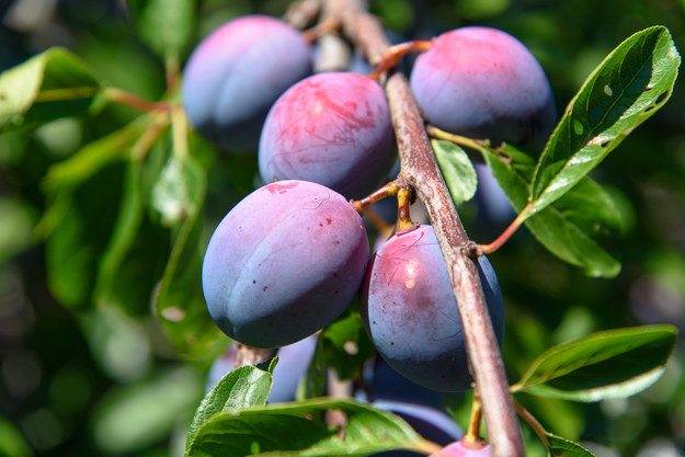 Válassz egy-egy ételt ebből a 7 színből, és megmondjuk, hogy melyik generációban születtél