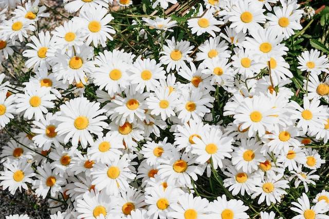 micheile henderson ROsXqvRzhiQ unsplash