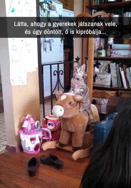 21 macskás Snapchat-üzenet, amit nem lehet kibírni nevetés nélkül