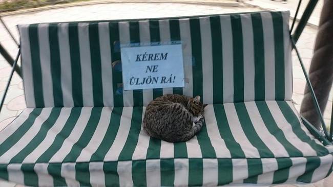 Csak azért is.