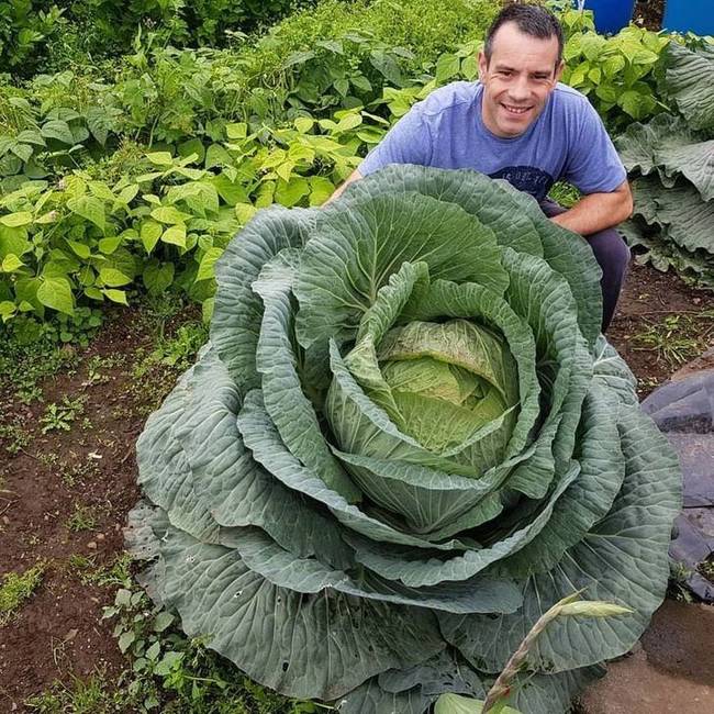 „Megkértek, hogy tegyem fel a 30 kg-os káposztám fotóját az internetre."