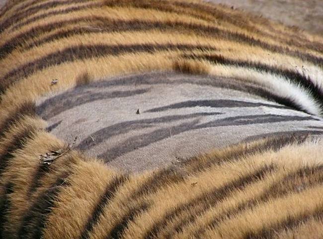 Végezetül pedig: így néz ki egy tigris bőre, ha leborotválod róla a szőrt.