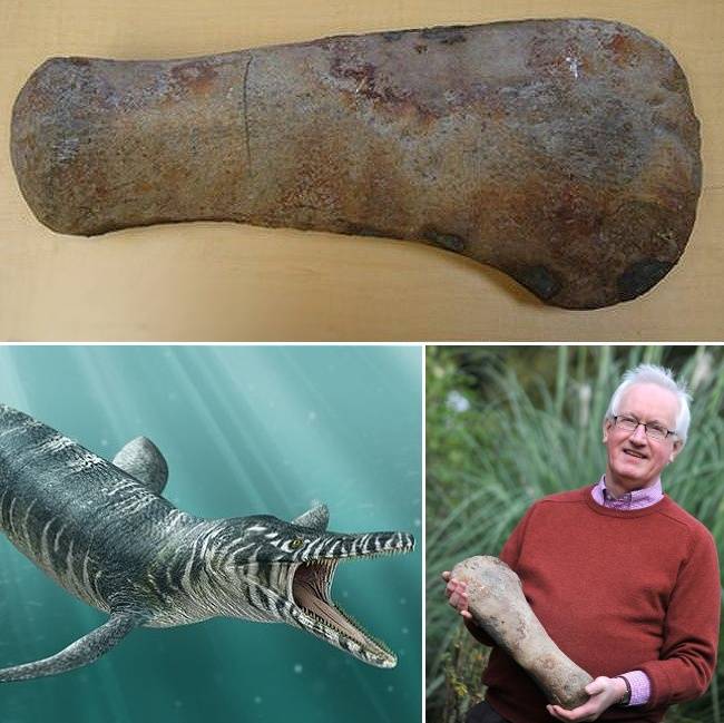 Dinoszaurusz csont