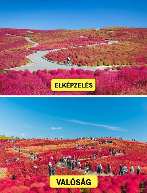 Hitachi Seaside Park, Japán