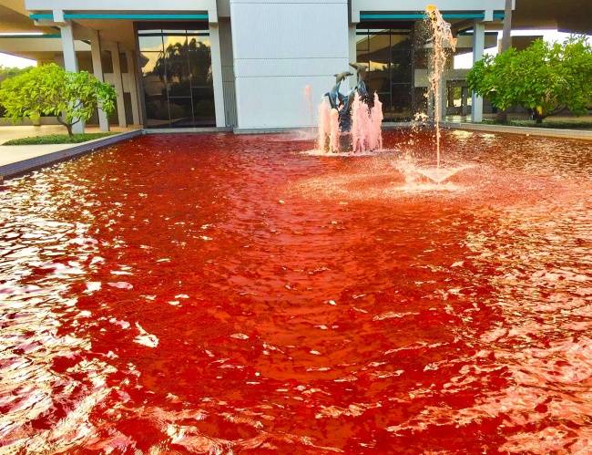 A mellrák elleni küzdelem támogatása céljából egy rózsaszín szökőkutat szerettek volna csinálni, de horror filmbe illő lett a végeredmény.