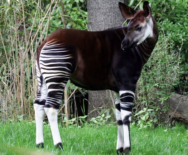 Okapi