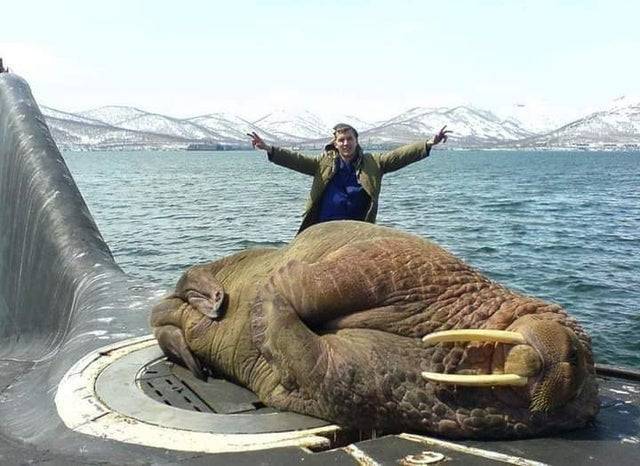 Egy óriási, 1500 kg-os rozmár, amint épp egy tengeralattjáró tetején pihen.