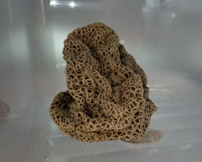 Így fog kinézni egy sárgadinnye, ha a hűtőszekrényben felejted egy teljes évre.