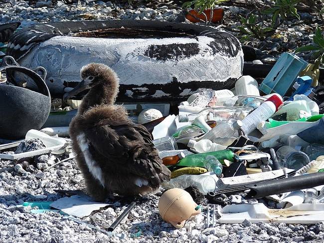 Ez a Laysan-albatrosz - jobb híján - a szemétben alakította ki az otthonát.