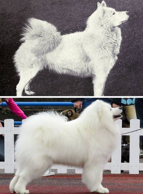 Szamojéd
