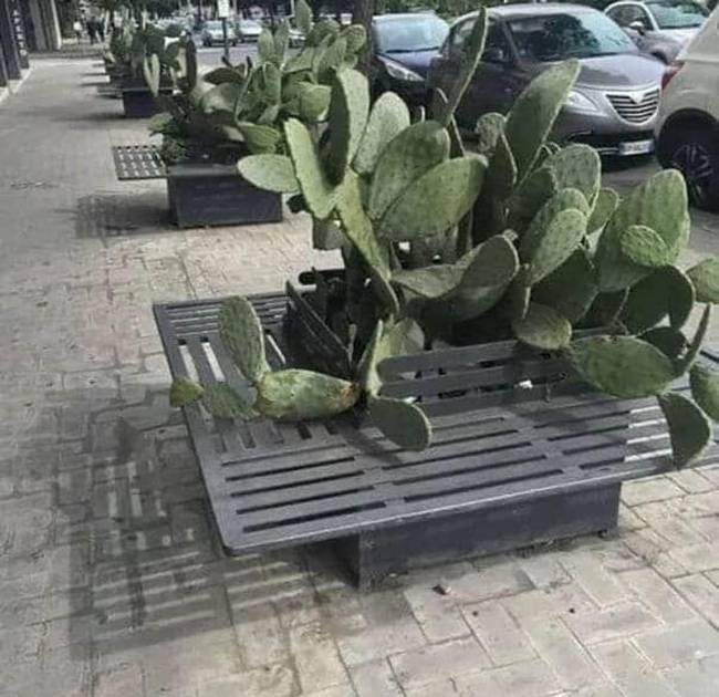 Nem lenne rossz megoldás, ha a padra történő leülés közben a kaktuszok nem szúrnák halálra az embereket.