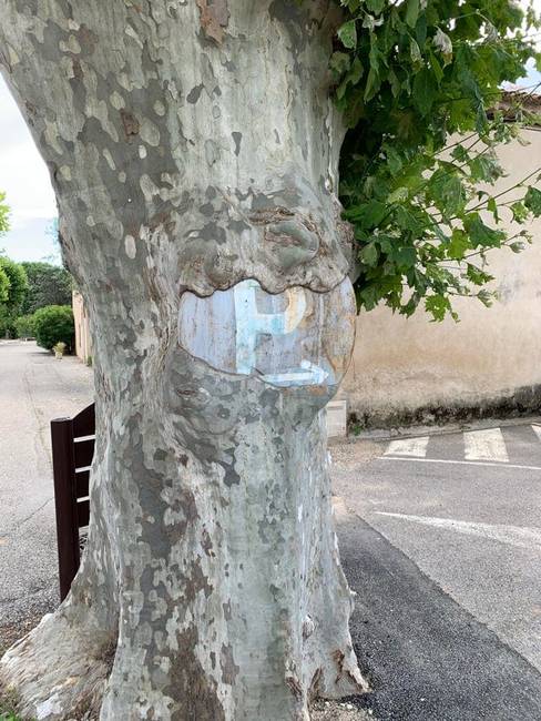Egy fa, ami a hosszú évek alatt szépen lassan bekebelezte ezt a parkoló táblát.