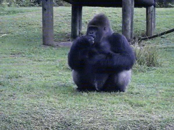 A Miami Állatkert gorillája jelnyelven mutogatja el a látogatóknak, hogy nem lenne szabad őt etetniük.